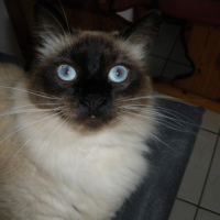 Photo #218358 de Bouba