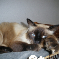 Photo #218359 de Bouba