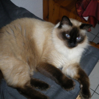 Photo #218360 de Bouba