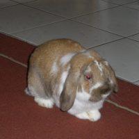 Photo #218361 de Shivas
