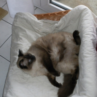 Photo #218363 de Bouba