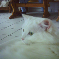 Photo #218364 de Tia
