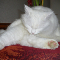 Photo #218369 de Tia