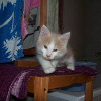 Photo #218429 de Edji