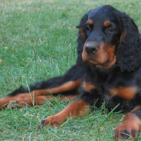 Photo #218432 de Tarzan