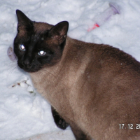Photo #218482 de Ulysse