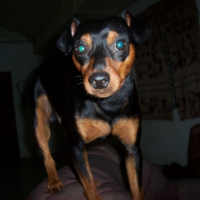 Photo #218565 de Bojack