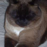 Photo #218577 de Ramsès