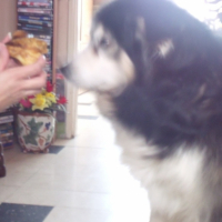 Photo #218590 de Guysmo