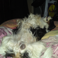 Photo #218655 de Ustic