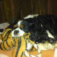 Photo #218656 de Ustic