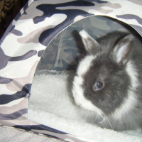 Photo #218665 de Guimauve