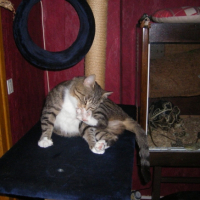 Photo #218766 de Chipie
