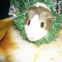 Photo #218784 de Chico