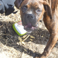 Photo #218793 de Digger