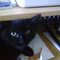 Photo #218798 de Shadow