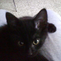 Photo #218799 de Shadow