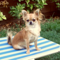 Photo #218802 de Charlie
