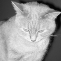 Photo #218808 de Mousse
