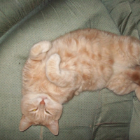 Photo #218809 de Mousse