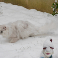 Photo #218815 de Sirtaki des princes de l'olympe