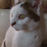 Photo #218850 de Kroquet