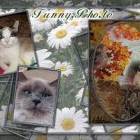 Photo #218908 de Bamboo