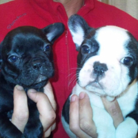 Photo #218918 de Camboui