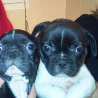 Photo #218919 de Camboui