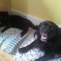 Photo #218927 de Boogy