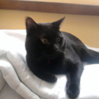 Photo #218928 de Boogy