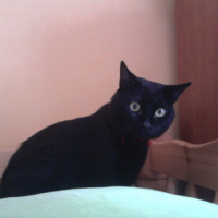 Photo #218929 de Boogy