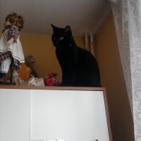 Photo #218930 de Boogy
