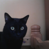 Photo #218931 de Boogy