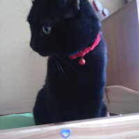 Photo #218932 de Boogy