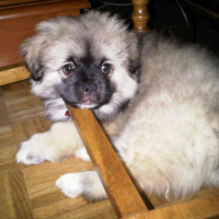 Photo #218949 de Khimo