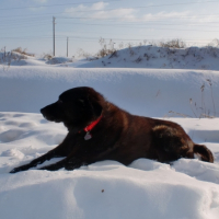 Photo #218954 de Charlie