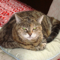 Photo #218967 de Mistigri