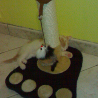 Photo #218985 de Caramel