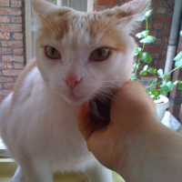 Photo #218987 de Caramel