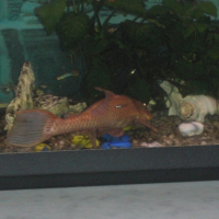 Photo #219085 de Poisson