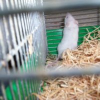 Photo #219087 de Noisette