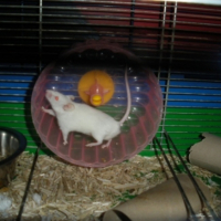 Photo #219088 de Noisette