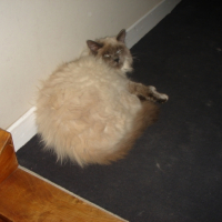 Photo #219170 de Bamboo