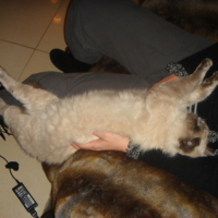 Photo #219172 de Bamboo