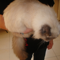 Photo #219173 de Bamboo