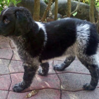 Photo #219175 de Woody