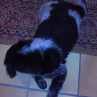 Photo #219177 de Woody