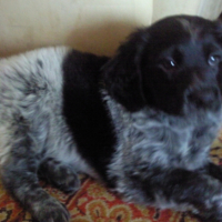 Photo #219178 de Woody