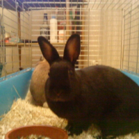Photo #219236 de Sushi